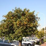 IMG_1203