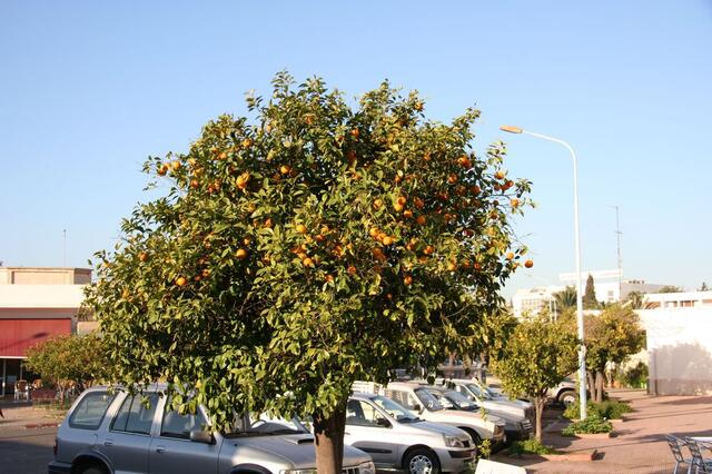 IMG_1203