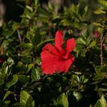 IMG_1241