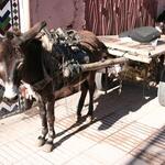 IMG_1780