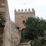 IMG_2535