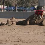 IMG_2746