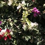IMG_2759