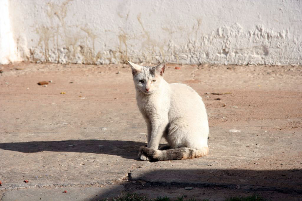 IMG_1441