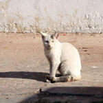IMG_1441