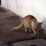 IMG_1442