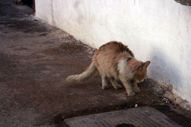 IMG_1442
