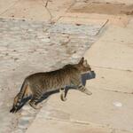 IMG_1460