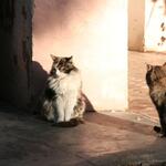 IMG_2175