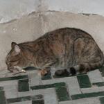 IMG_2236