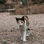 IMG_2528