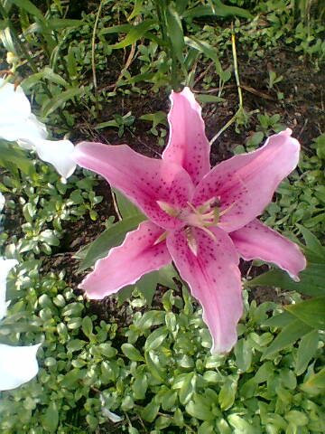 ____007