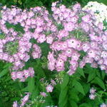 ____009