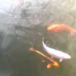 ____011