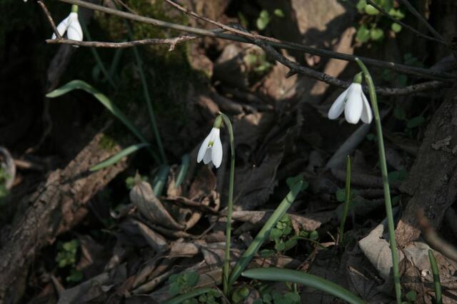 IMG_1463