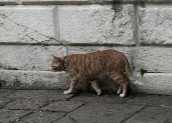 vencat_0001