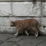vencat_0001