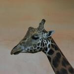 IMG_4936