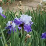 IMG_5174