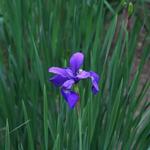 IMG_5247