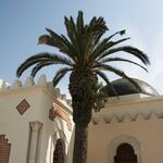 palm_0001