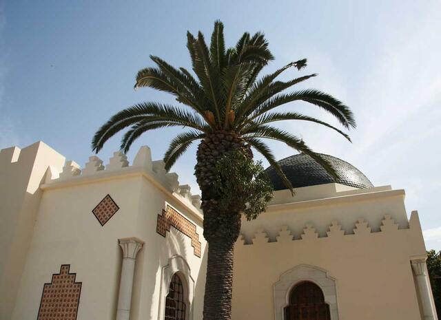 palm_0001