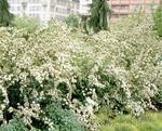 sim_0008