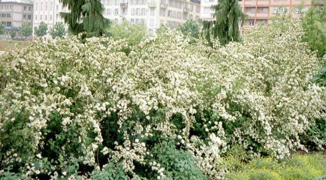 sim_0008
