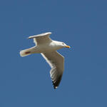 chukotka_0002.jpg