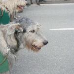 IMG_5823