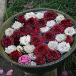 IMG_7348