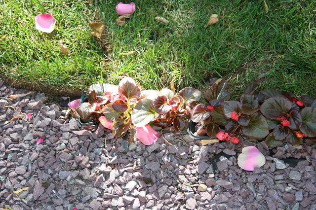 IMG_7359