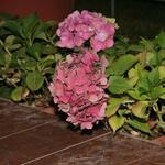 IMG_7371