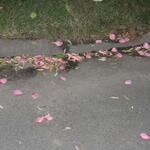 IMG_7374