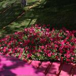 IMG_7379
