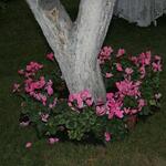 IMG_7417