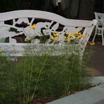 IMG_7443