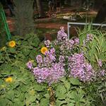 IMG_7453