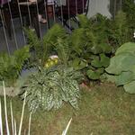 IMG_7474