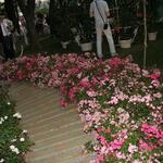 IMG_7479