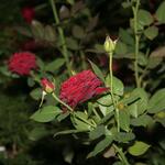 IMG_7482