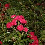IMG_7504