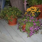 IMG_7536