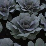 IMG_7638