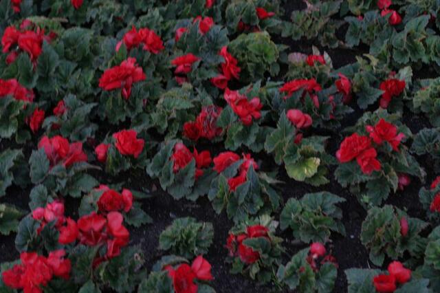 IMG_7640