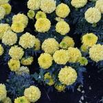 IMG_7641