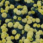 IMG_7643