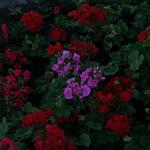 IMG_7645