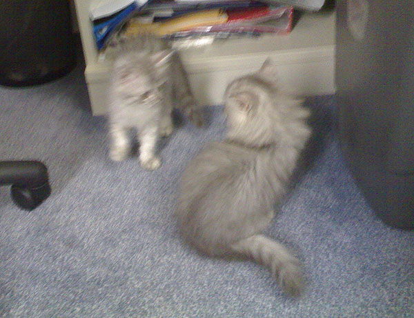 cats_0001