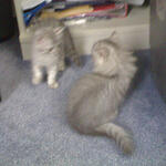 cats_0001